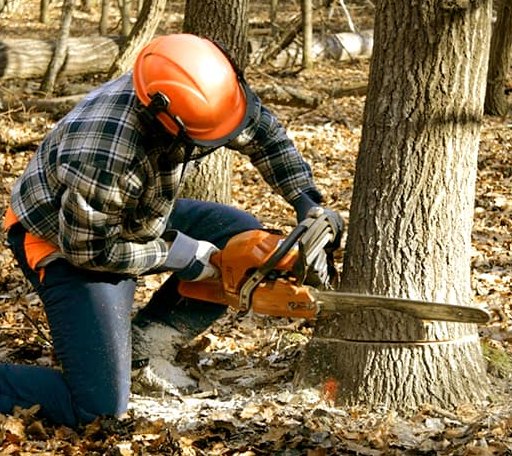 Tree Removal in George, IA